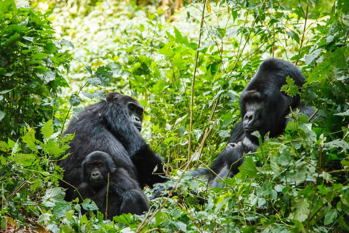 Gorilla Trekking