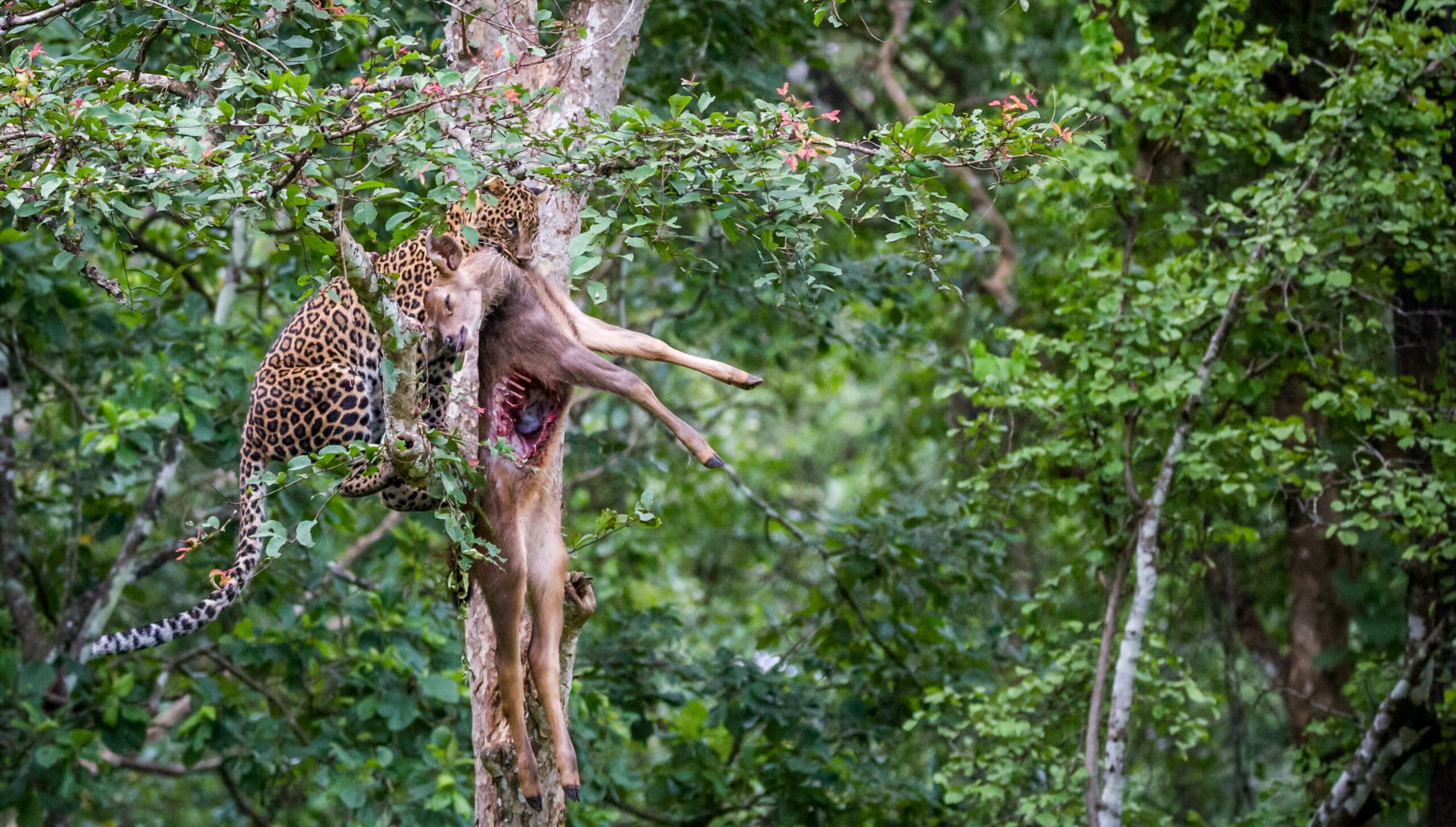 Leopard vs Cheetah = leopard takin a kill up a tree