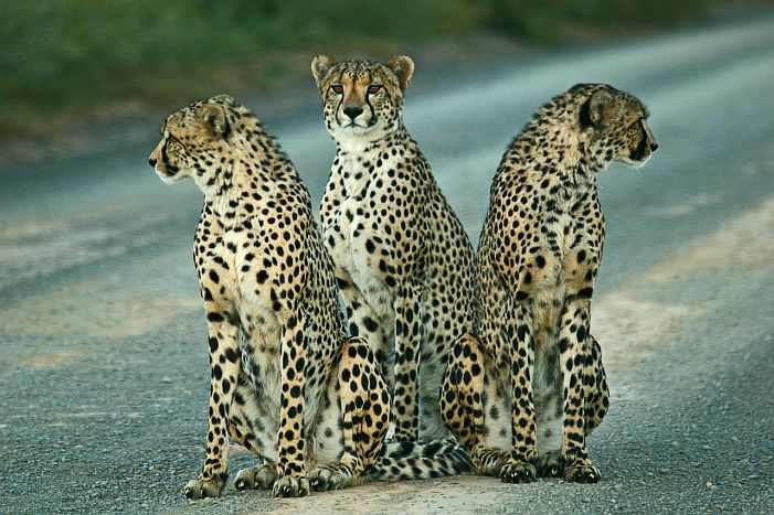 Malaria-free game reserves - cheetah at Kwandwe in the Eastern Cape