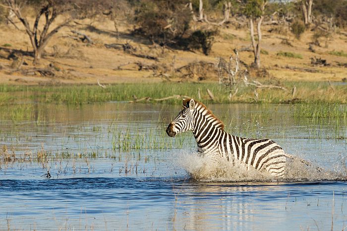 Zebra crossing the Boteti river