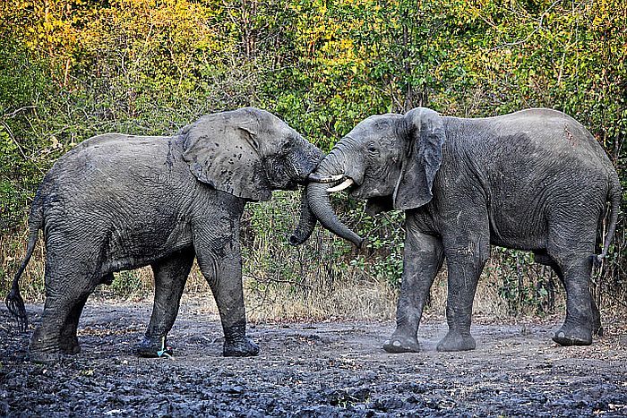 Liwonde National Park - elephants fighting