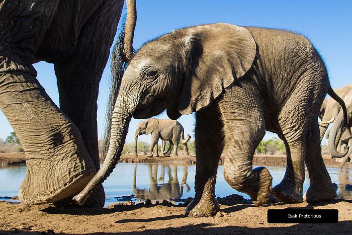 Mashatu Game Reserve - elephant at photo hide
