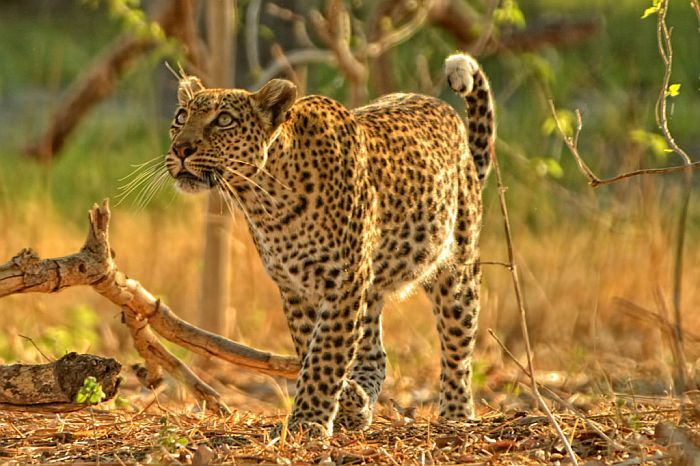 Leopard at Seasonal water camps in Okavango Delta