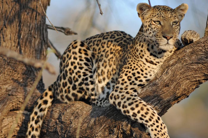 Mixed activity safari camps in Okavango delta