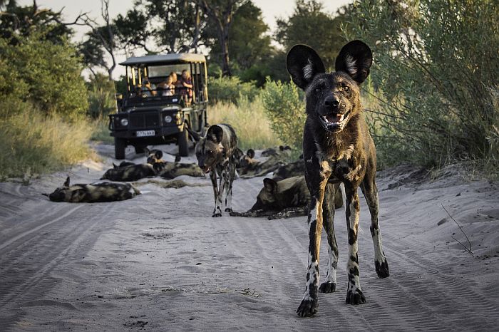 Wild Dog on a game drive in Okavango delta