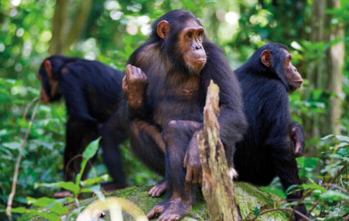 Chimpanzee trekking in Nyungwe National Park forest