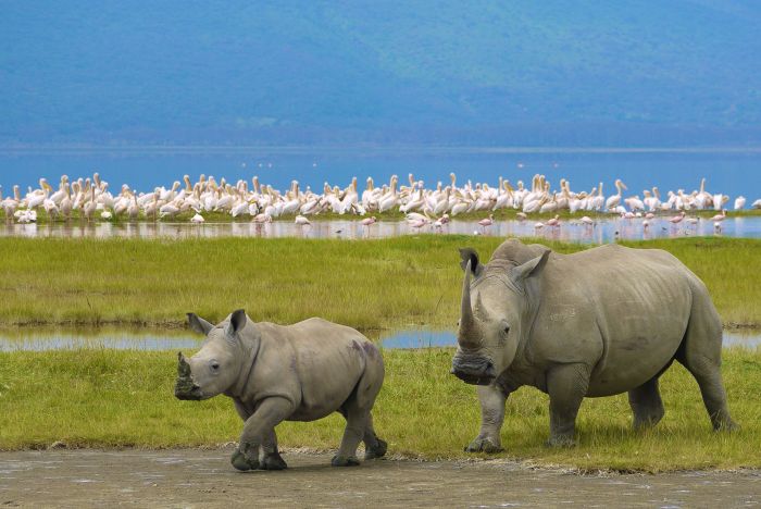 Rhinos on a Ngorongoro Crater safari