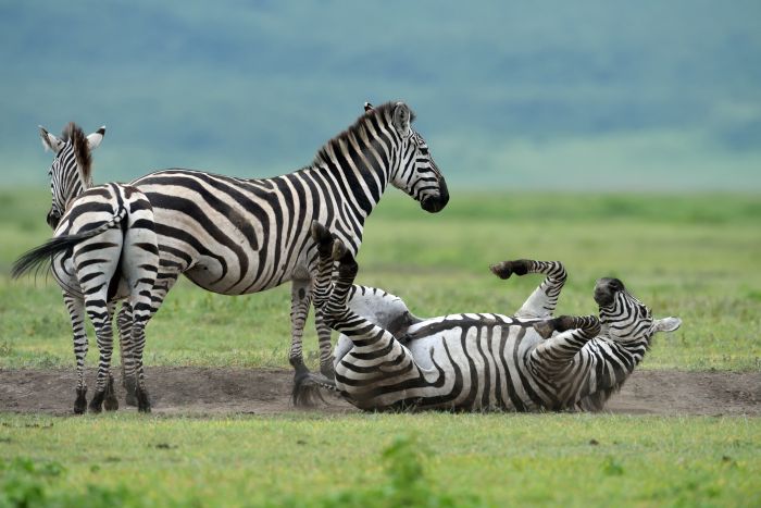Great migration safaris in Serengeti National Park, Tanzania