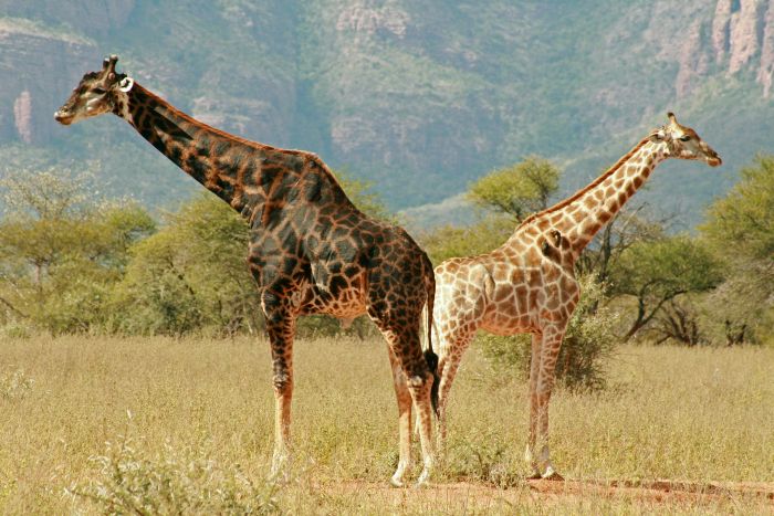 Malaria-free game reserves - giraffe in Marakele National Park of the Waterberg, South Africa