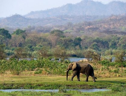 Majete Wildlife Reserve, Southern Malawi - elephant walking