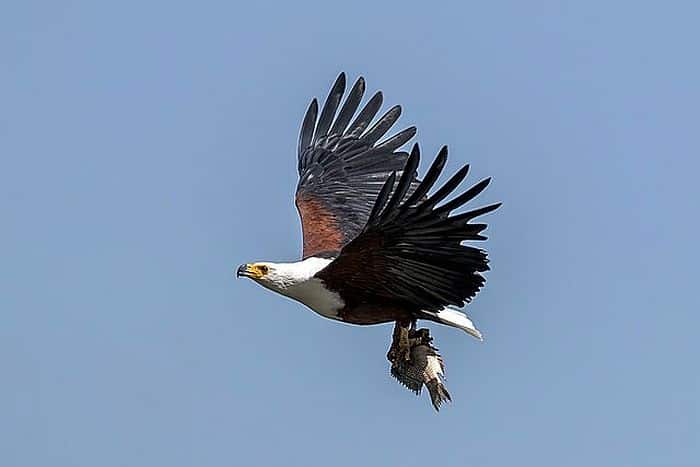 African Fish Eagle with fish - courtesy of Wikipedia multimedia commons - photo by Charles Sharp