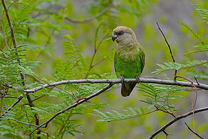 Brown headed parrot - courtesy of Wikipedia multimedia commons - photo by Charles Sharp