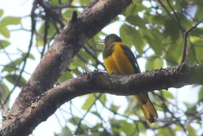 Green -headed oriole - courtesy of Wikipedia multimedia commons - photo by Maans Booysen, birding in Malawi