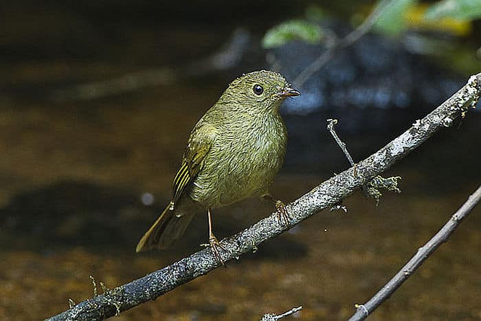 Little Greenbul - courtesy of Wikipedia multimedia commons - photo by Dick Daniels, birding in Malawi