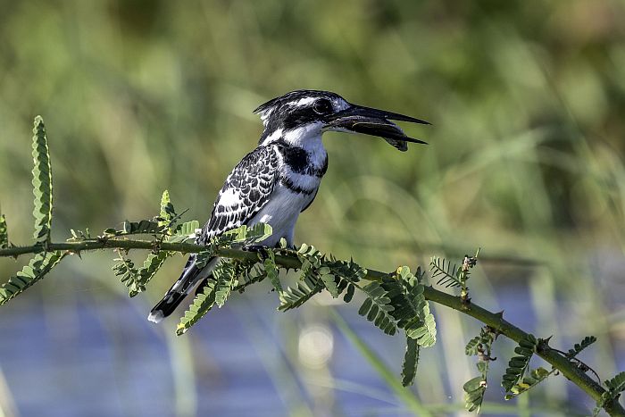 Pied Kingfisher, birding in Malawi, shire river basin of Liwonde and majete, courtesy of RPS