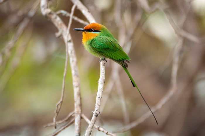 Bohms bee-eater - Liwonde National Park by Mvuu Lodge