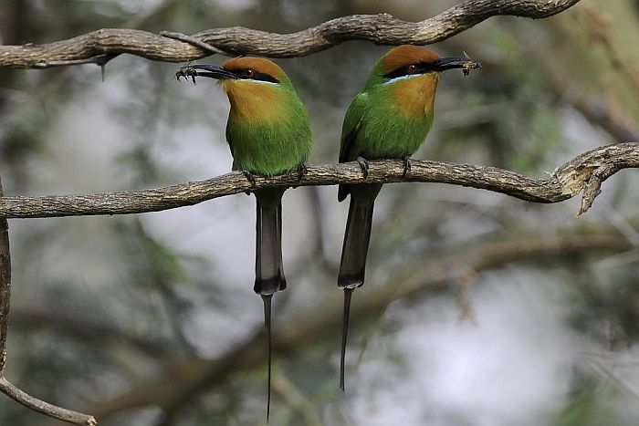 Pair of Bohms Bee-eaters in Liwonde or Majete Game Reserve, birdwatching in Malawi
