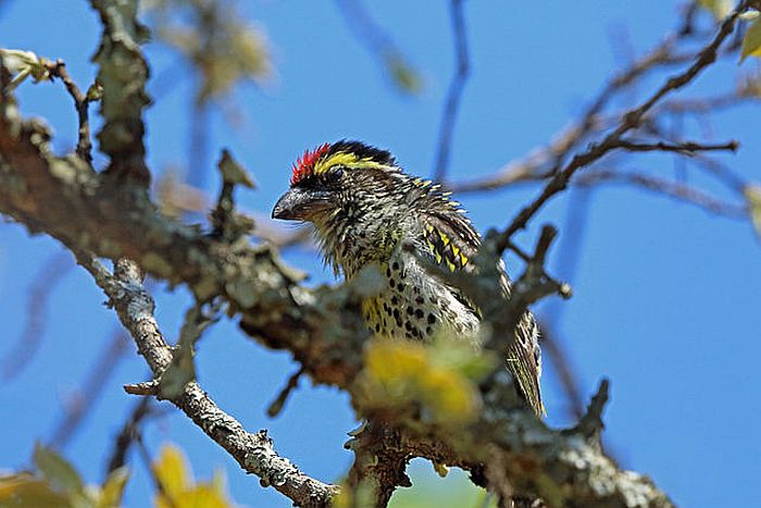 Miomo Pied Barbet - courtesy of Wikipedia multimedia commons - photo by Nigel Voaden