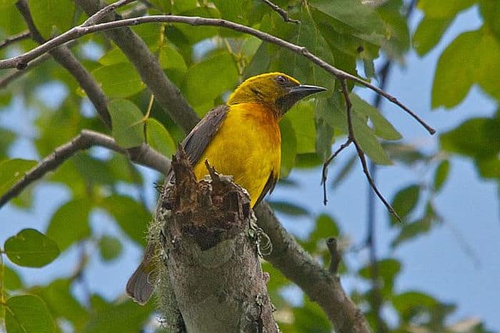 Olive-headed weaver - courtesy of Wikipedia multimedia commons - photo by Brian Ralphs