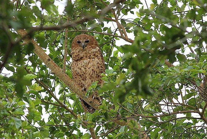Pel's fishing owl - courtesy of Wikipedia multimedia commons - photo by Derek Keats