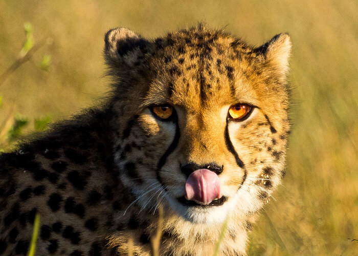 Cedarberg Travel | Somalisa Expeditions Camp