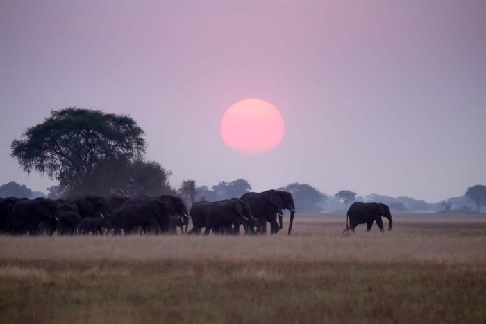 Cedarberg Travel | Busanga Plains Camp