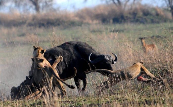 Cedarberg Travel | Busanga Plains Camp