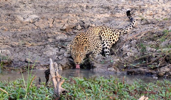 Cedarberg Travel | Busanga Plains Camp
