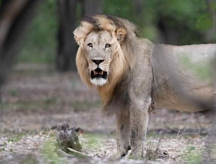 Lion in Liwonde National Park