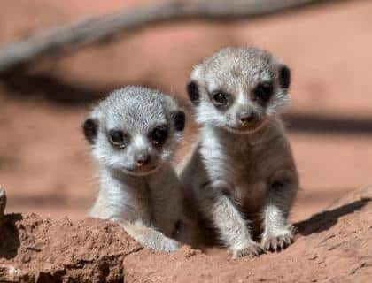 two baby meerkats