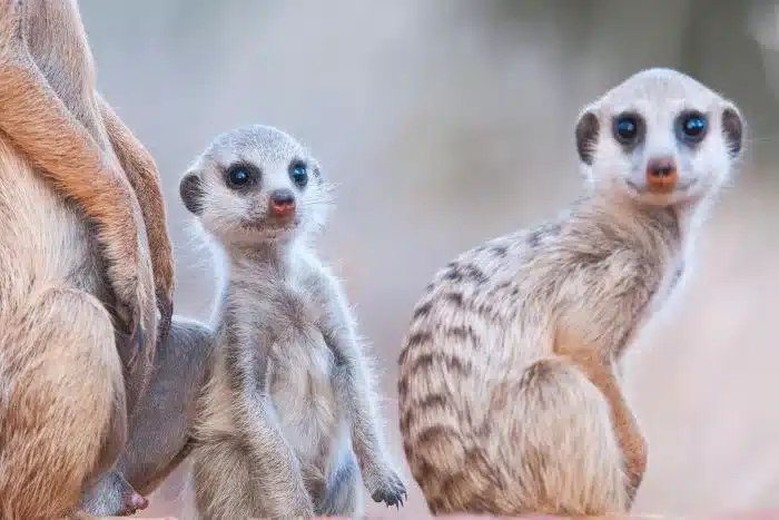 Cedarberg_Africa_Tswalu_Habituated meerkats-700