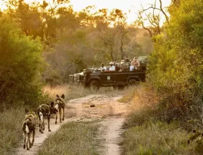 30 Years of Safari Excellence: A Conversation with Cedarberg Africa’s Co-founder Kate