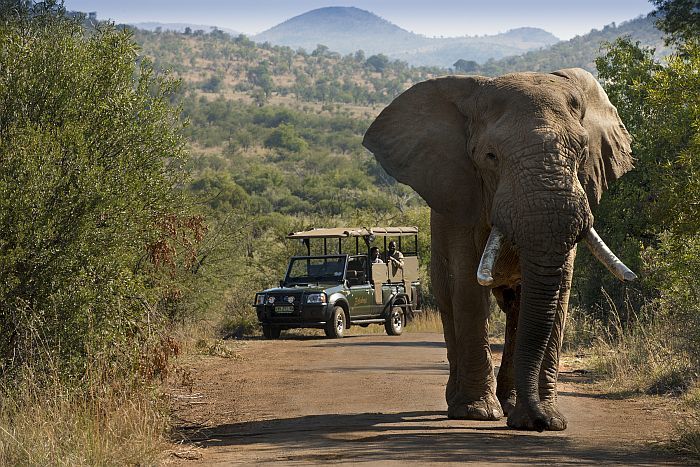 Pilanesburg game drive