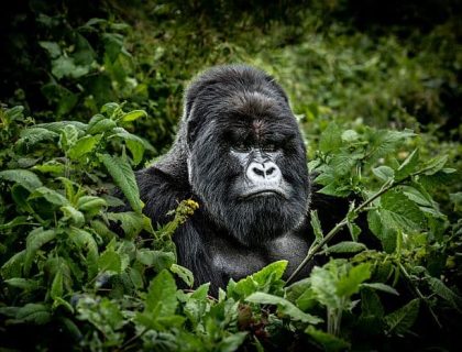 Gorilla Trekking in Rwanda by Peter – Part 1