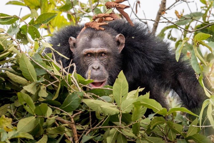 Cedarberg Travel | Rubondo Island Camp
