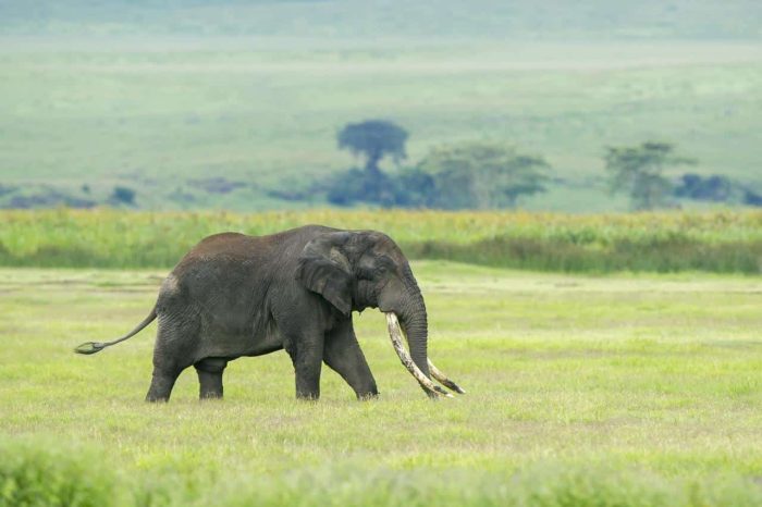 Cedarberg Travel | Entamanu Ngorongoro