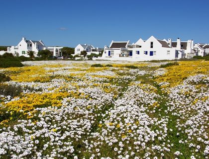 Paternoster-Dunes-Lodge-spring-flowers