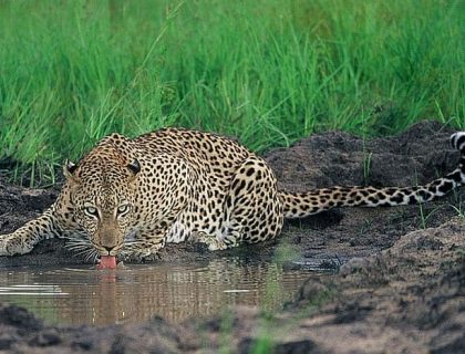 Leopard vs. Cheetah: Do YOU know the difference?