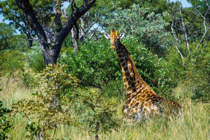 Cedarberg Travel | Elephants Crossing