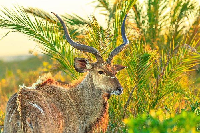 Kudu in Isimangaliso Wetlands Park
