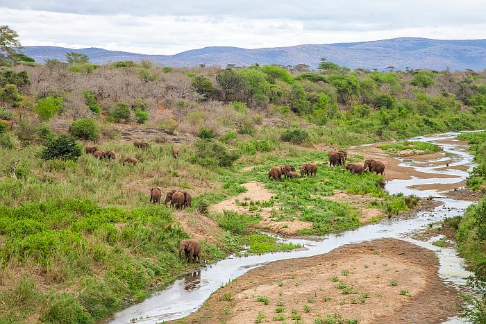 Elephant in Isimangaliso Wetlands Park