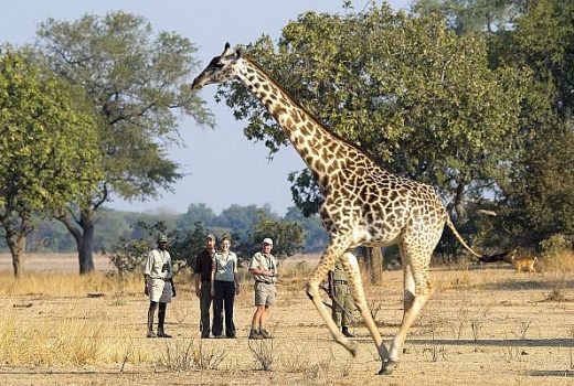 Walking Holidays &amp; Safaris