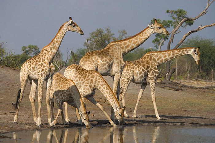 Giraffe in Hwange National Park Zimbabwe