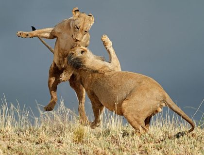 Malaria Free Game Reserves in South Africa for 2025
