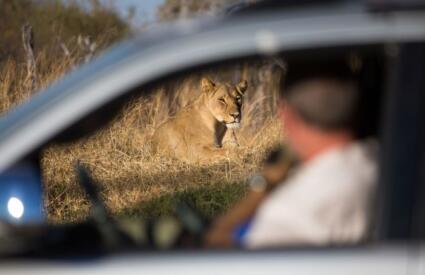 Leopard vs. Cheetah: Do YOU know the difference?