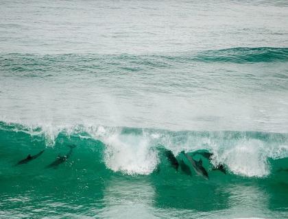 Dolphins in the waves on the Dolphin Coast, KwaZulu Natal beaches