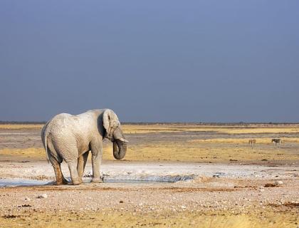 Tips on Wildlife Safari Photography – part 2