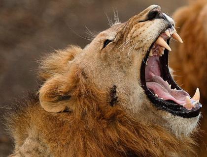 Lion roaring in one of Kzn game reserves, Kwazulu Natal safari holidays