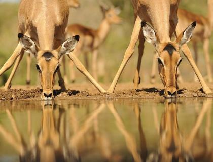 KwaZulu Natal Game Lodges - impala drinking