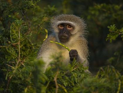 KwaZulu Natal Game Lodges - vervet monkey